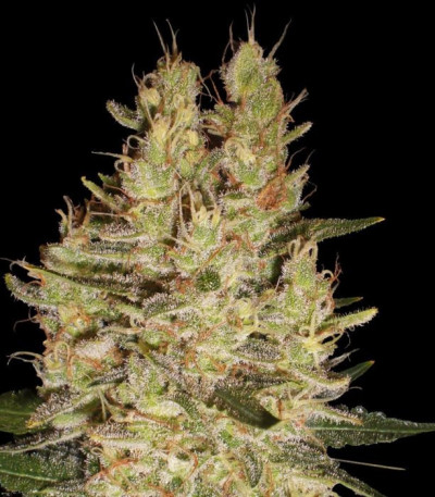 Семена сорта Crazy Miss Hyde fem (Samsara Seeds)