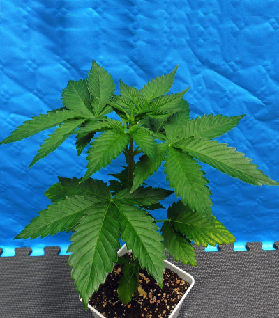 Семена сорта NYC Diesel fem (Sweet Seeds)