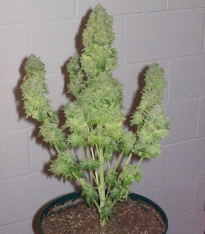 Семена сорта White Rhino fem (Green House Seeds)