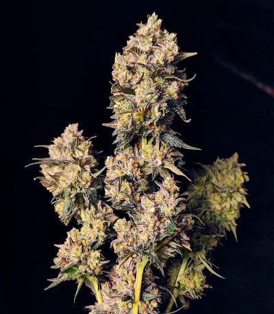 Семена сорта Fullgas fem (Green House Seeds)