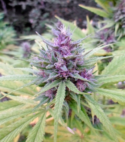 Семена конопли Shaman regular