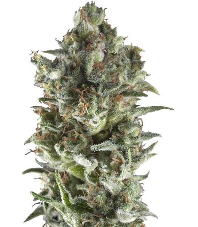 Семена сорта Northern Lights Auto fem (Trikoma Seeds)
