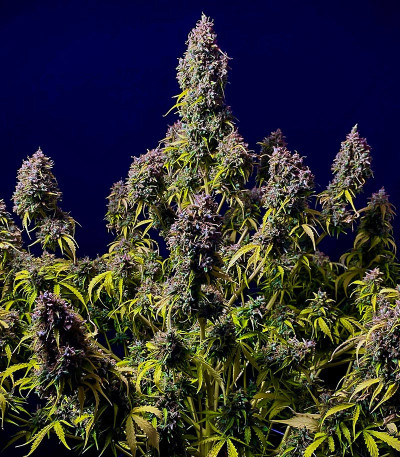 Семена сорта Strawberry Gorilla Auto fem (FastBuds)