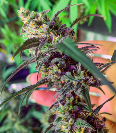 Семена сорта Zkittlez Auto fem (Семяныч)