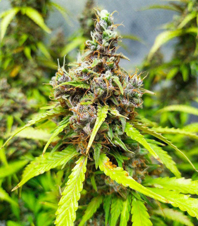 Семена сорта Animal Face Auto fem (Cali Buds Seeds)