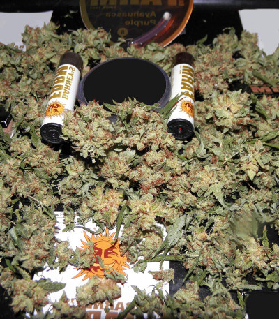 Семена сорта Ayahuasca Purple fem