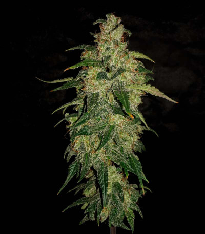 Семена сорта Buddha Syrup auto fem