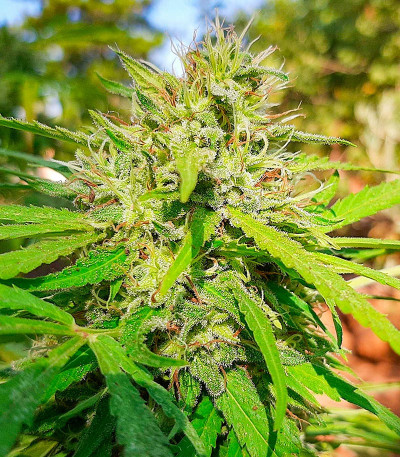 Семена сорта Critical XXL fem (Herbies Seeds)