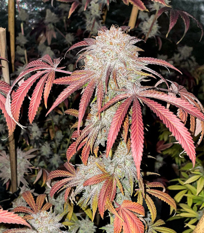Семена сорта GMO Zkittlez F1 reg (Ethos Genetics)