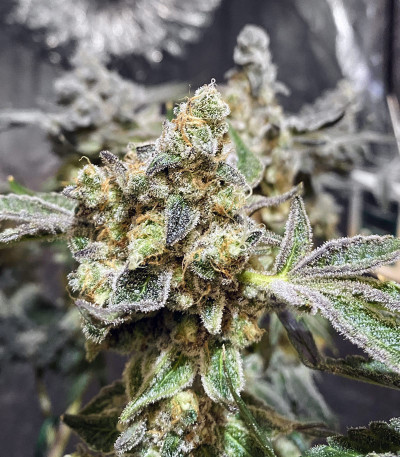 Семена сорта Gelato fem (Семяныч)