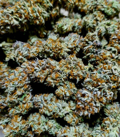 Семена сорта Meringue fem (Dutch Passion)