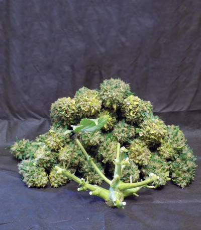 Семена сорта Pineapple Express Auto fem (FastBuds)