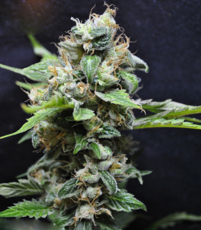 Семена сорта Yummy fem (Resin Seeds)