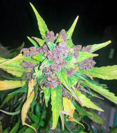 Семена сорта Black Cream Auto fem (Sweet Seeds)