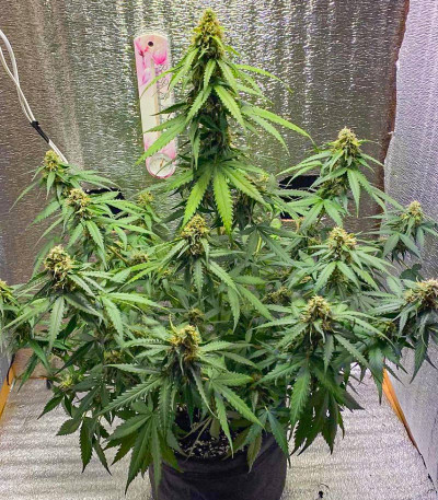 Семена сорта Gorilla Auto fem (Семяныч)