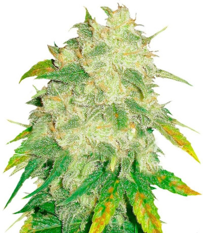 Семена сорта Il Diavolo Auto fem (Delicious Seeds)