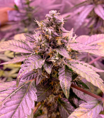 Семена сорта Bubba Slush fem (Green House Seeds)