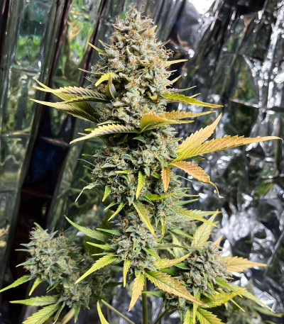 Семена сорта Dozy Sith fem (AlphaFem Seeds)