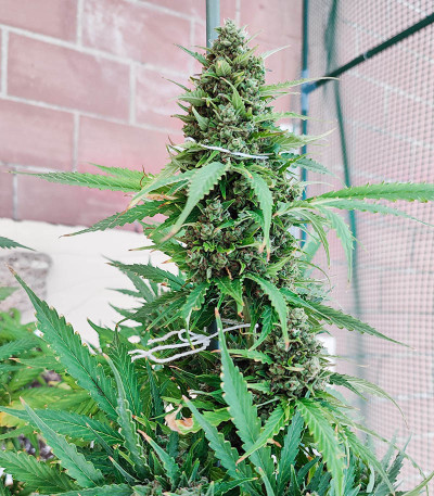 Семена сорта Glue Gelato Auto fem (Barney's Farm)