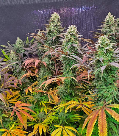 Семена сорта Strawberry Amnesia fem (Herbies Seeds)