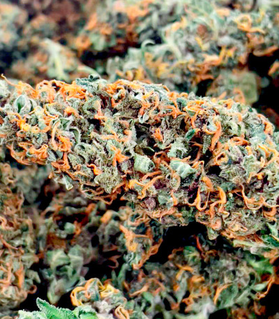 Семена сорта Watermelon Auto fem (Семяныч)