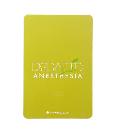 Семена сорта Anesthesia fem (Pyramid Seeds)
