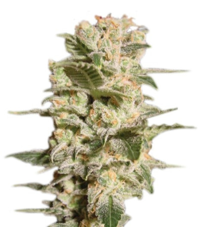 Семена сорта Belladonna fem (Paradise Seeds)