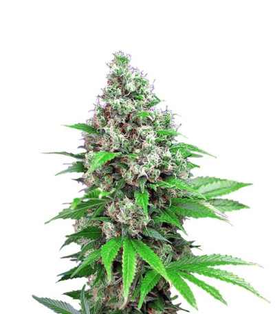 Семена сорта Killer Kush F1 Fast Version fem (Sweet Seeds)