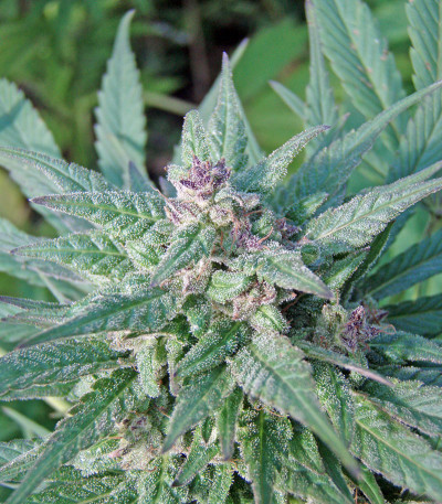 Семена сорта Serious 6 fem (Serious Seeds)