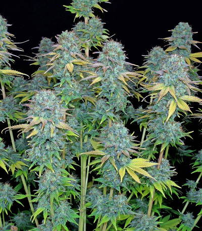 Семена сорта Serious Happiness fem (Serious Seeds)