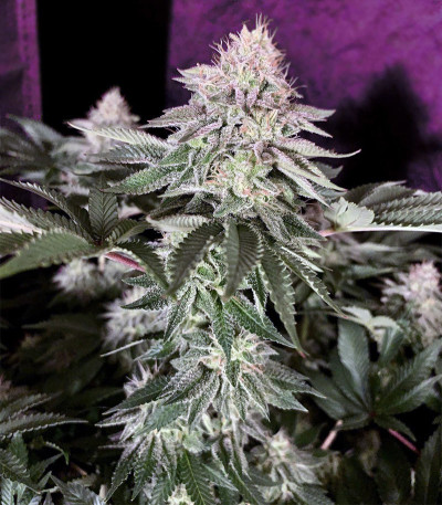 Семена сорта Wedding Cake fem (Cali Buds Seeds)