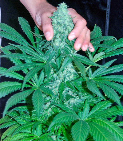 Семена сорта El Nino fem