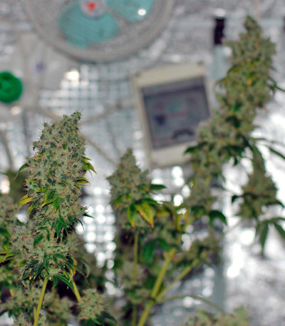 Семена сорта K-Train fem (Green House Seeds)