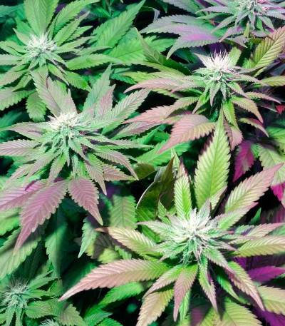 Семена сорта Blue Pyramid fem (Pyramid Seeds)