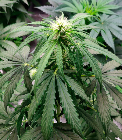 Семена сорта Critical Neville Haze Auto fem (Delicious Seeds)