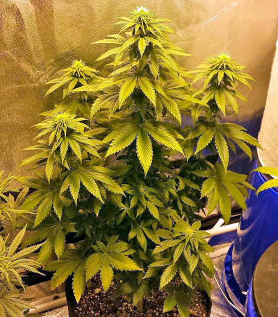 Семена сорта Dream Machine fem (Heavyweight Seeds)