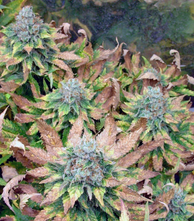 Семена сорта Dutch Dragon fem (Paradise Seeds)