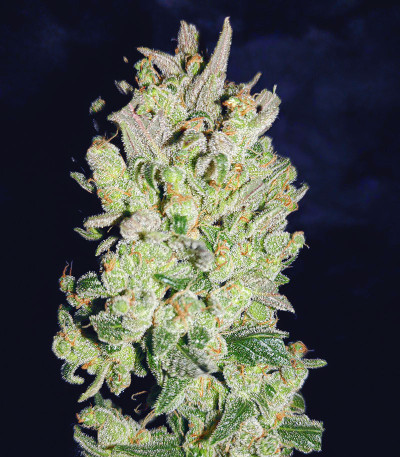 Семена сорта Gorilla Cookies Auto fem (FastBuds)