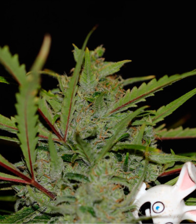 Семена сорта SexBud fem (Female Seeds)