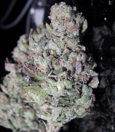 Семена сорта TrainWreck fem (Green House Seeds)