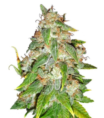 Семена сорта Kaia Kush fem (Green House Seed)