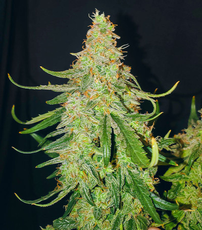 Семена конопли сорта Titan F1 Auto fem