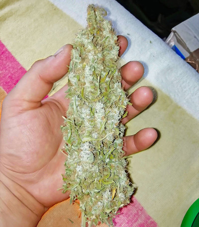 Семена сорта Chingis Khan fem (VIP seeds)