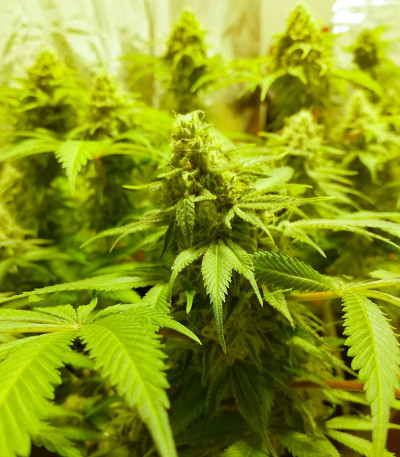 Семена сорта Do-Si-Dos Cookies fem (00 Seeds)