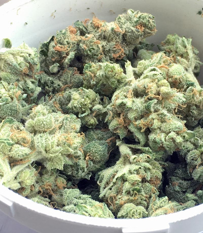 Семена сорта Nebula II CBD fem (Paradise Seeds)