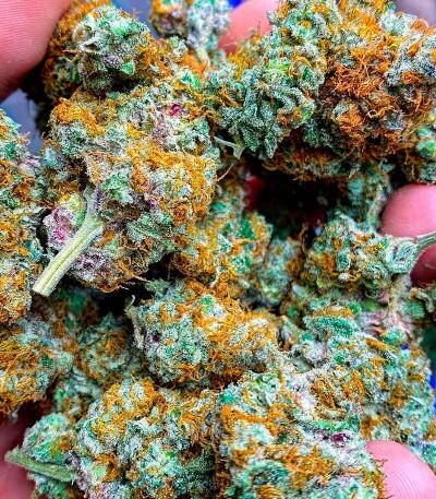 Семена сорта Señor Piña v.2 fem (UKHTA)