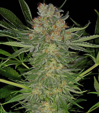 Семена сорта Serious Kush fem (Serious Seeds)