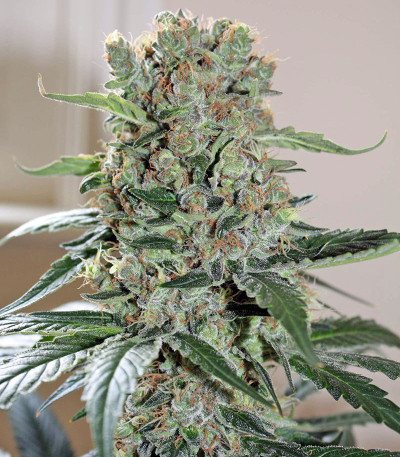 Семена сорта Smile Max Auto fem