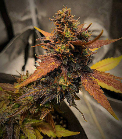 Семена сорта Tangie Auto fem