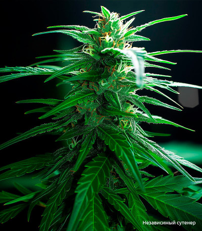 Семена сорта Six Shooter Auto fem (FastBuds)